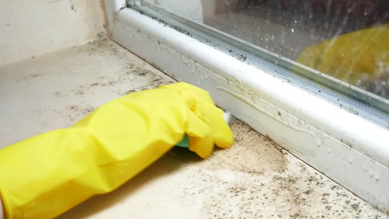 Germantown Hills, IL Mold Removal Company